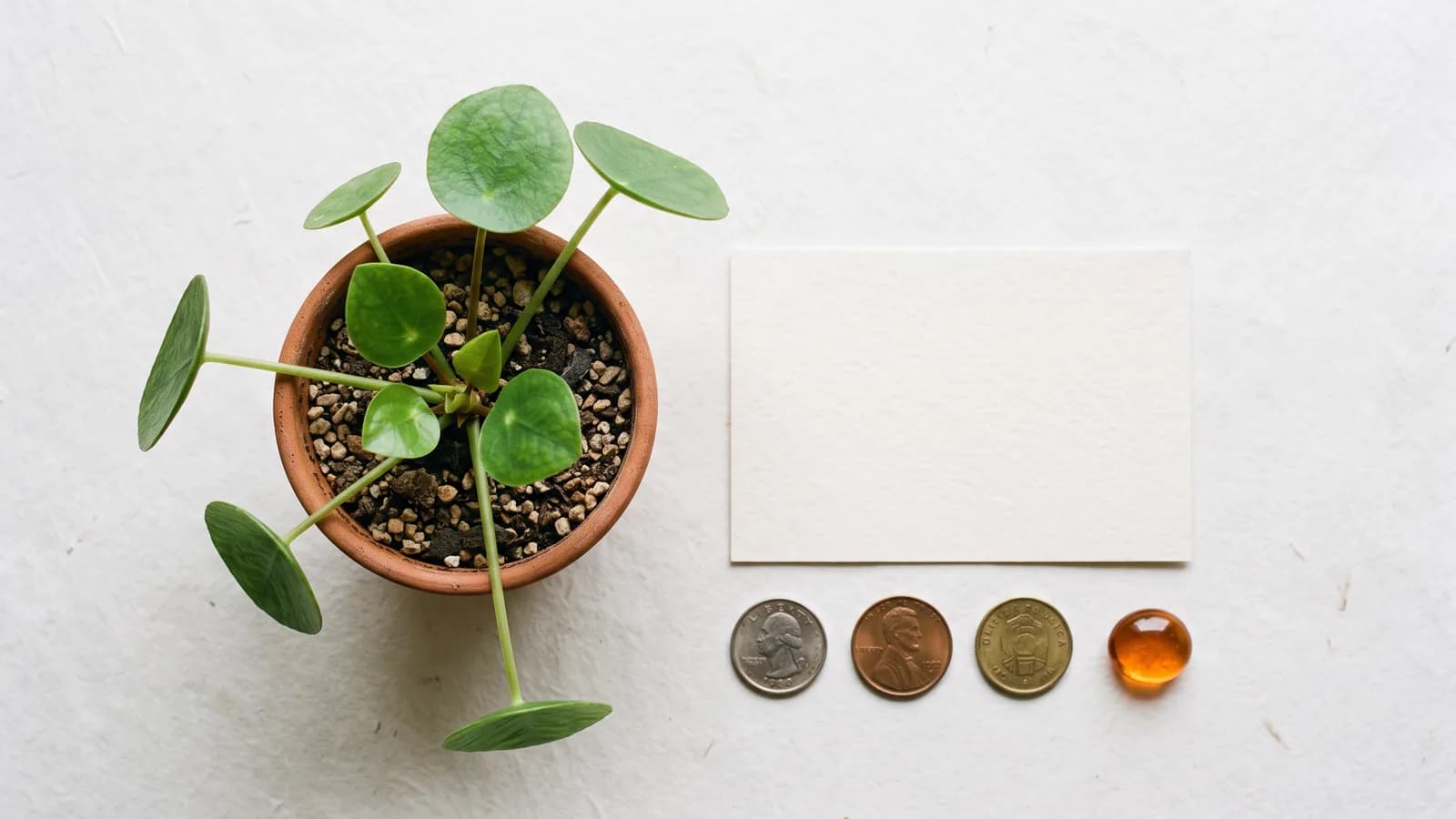 Still life for Passive income: what counts